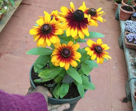 Growing Black-Eyed Susans in Pots: Easy Tips for Vibrant Blooms - Garden Lovers Club Long Blooming Perennials, Garden Problems, Clean Pots, Garden Bulbs, Black Eyed, Black Eyed Susan, Perennial Garden, Garden Lovers, Seed Starting