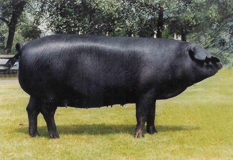 Black Pig Large Black Pig, Black Pigs, Pig Breeds, Black Pig, Animal Husbandry, Hippopotamus, Nature Animals, Pigs, Large Black