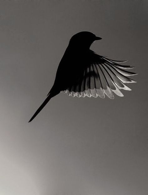 Vogel Silhouette, Bird Flying, Black White Photos, Monochrome Photography, Bird Photography, White Photo, Pics Art, Beautiful Photography, White Photography