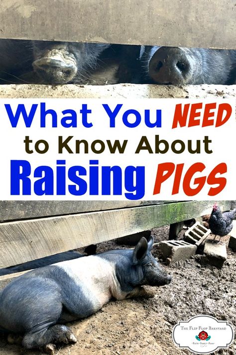 Everything you need to know about raising pigs on your homestead. This is pig raising 101. #pigs #hogs #raisingpigs #raisinghogs #freerangepigs #pasturedpork #homesteading Hog Farming, Pig Raising, Homestead Livestock, Animal Farming, Hog Farm, Homesteading Life, Backyard Homestead, Homestead Animals, Raising Cattle