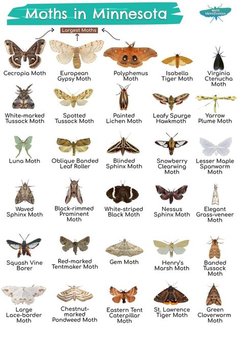 Eastern Tent Caterpillar, Giant Moth, Types Of Moths, Tent Caterpillars, Cecropia Moth, Large Moth, Colorful Moths, Pig Breeds, Tiger Moth