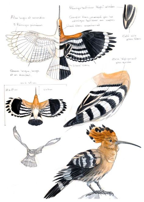 Under leaves — Since I’ll have to draw a lot of Hoopoes for my... Eurasian Hoopoe, Hoopoe Bird, South African Birds, Nature Journaling, Bird Sketch, Manhattan Project, Science Illustration, Paper Birds, Nature Drawing