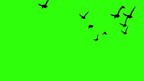 Get a 7.500 second flock of birds flying green stock footage at 30fps. 4K and HD video ready for any NLE immediately. Choose from a wide range of similar scenes. Video clip id 1047744073. Download footage now! Birds Flying Background Video, Flying Birds Png Video, Birds Green Screen Video, Birds Png Video, Green Screen Birds Flying, Bird Green Screen, Flock Of Birds Flying, Birds Video, Png Video