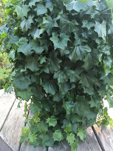 German Ivy Plant Care & Growing Basics: Water, Light, Soil, Propagation etc. | PlantIn Ivy Plant Care, Ivy Plant, Hedera Helix, Starter Plants, Caicos Islands, Vanuatu, Garden Seeds, Pitcairn Islands, Turks And Caicos