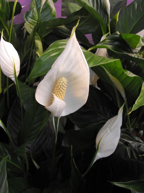 P. lily, Spathe flower (common). -- Spathiphyllum Wallisii (botanical/scientific). Lilly Plants, Peace Lily Care, Peace Lillies, Lily Care, Lily Plant, Peace Lily Plant, Plant Study, Plant Care Houseplant, Lily Plants