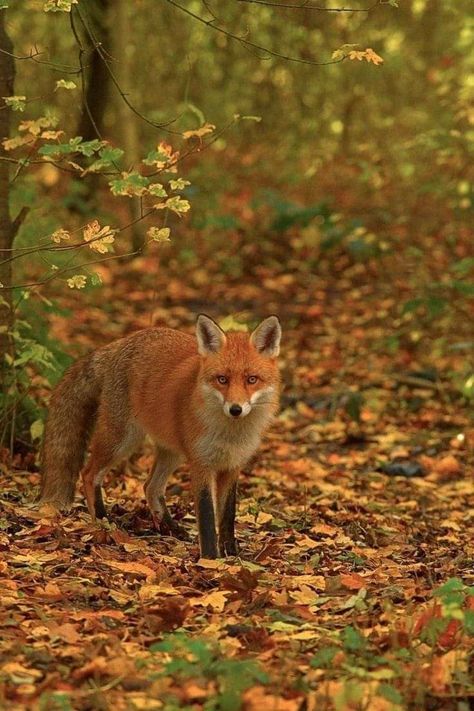 Autumn Fox Aesthetic, Red Fox Aesthetic, Fox In Woods, Red Fox Pictures, Fox In Autumn, The Art Of Happiness, Fox Autumn, Autumn Animals, Woodland Animal Art