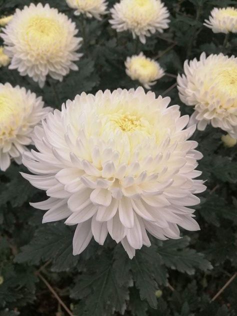 Crisanthiums Flower, Crysantenum Flower, Libyan Wedding, Crysanthemum Flower, Victorian Royalty, White Chrysanthemum Flower, Zodiac Flowers, Chrysanthemum Wedding, Chrysanthemum Tea