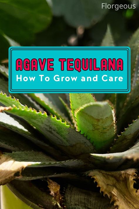 Agave Tequilana Tequila Plant, Tequila Agave, Alcohol Spirits, Garden Scissors, Blue Agave, Agave Plant, Growing Succulents, Basic Facts, Replant