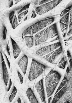 Foto Macro, Organic Structure, Natural Structures, Texture Inspiration, Organic Pattern, In Your Face, Pattern Texture, Tree Roots, 3d Texture