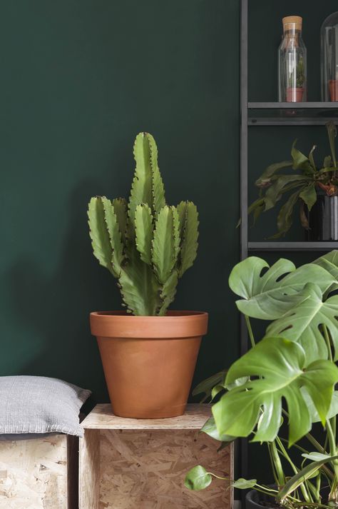 Dulux Green Paint, Dulux Paint Colours, Playful Home, Wall Trends, Dark Green Walls, Colorful Patio, Dulux Paint, Tropical Leaves Pattern, Palette Design