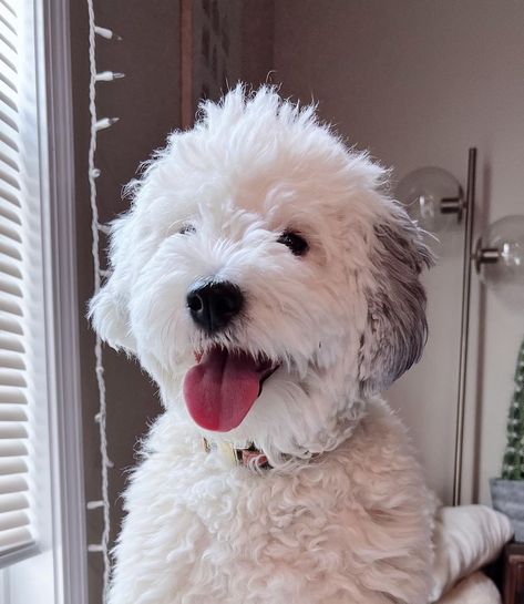 Doodle Haircuts, Mini Sheepadoodle, Sheepadoodle Puppy, Beautiful Animals, Animals Beautiful, Dream Life, Grey And White, Poppies, Best Friends