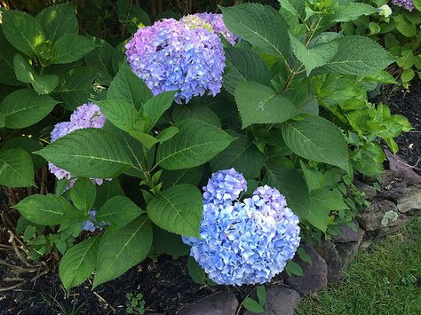 Pottery Landscape, Hydrangea Plant Care, Pruning Hydrangeas, Big Leaf Hydrangea, Bigleaf Hydrangea, Hydrangea Leaves, Hydrangea Bloom, Outside Plants, Hydrangea Care