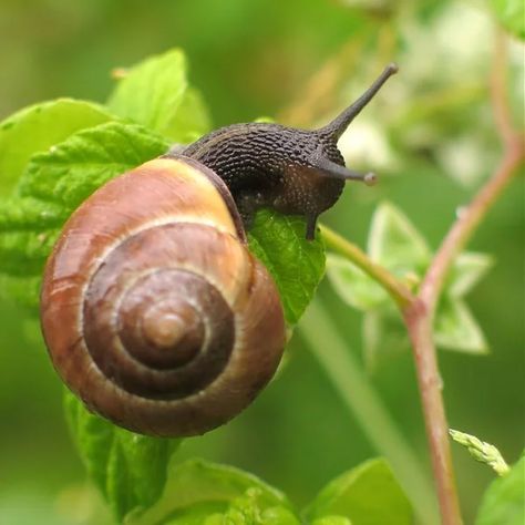 Garden Pests Identification, Snail Image, Getting Rid Of Slugs, Pet Snails, Bad Bugs, Snails In Garden, Garden Bugs, Garden Insects, Insect Pest