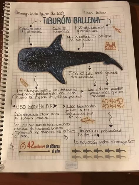 Marine Biology Notebook, Kida Disney, Oceanography Marine Biology, Shark Facts, Biology Art, Cool Science Facts, Biology Notes, Marine Biologist, Oceanography