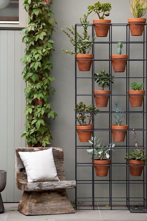 Indoor Climbing Plants, Vertikal Garden, Creepers Plants, Australian Garden Design, Cozy Balcony, Garden Wall Designs, Bee Friendly Garden, Indoor Plant Wall, Vertical Garden Design