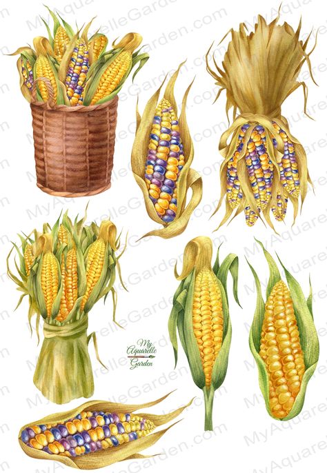 Colored corn. Corn in basket. Corn cobs.

Watercolor hand-painted botanical illustrations. Digital clipart for personal and commercial use.

Great for your creative projects: scrapbooking, room decoration, making posters, greetings and invitations cards, stickers, wall art and so on.

Clipart size: at least 3800 x 2900 px and smaller.
You get 7 PNG files at hi-res 300 dpi on transparent background. Farm Party Decor, Basket Watercolor, Corn Drawing, Colored Corn, Corn Painting, Illustrations Digital, Basket Drawing, Fall Watercolor, Botanical Illustrations