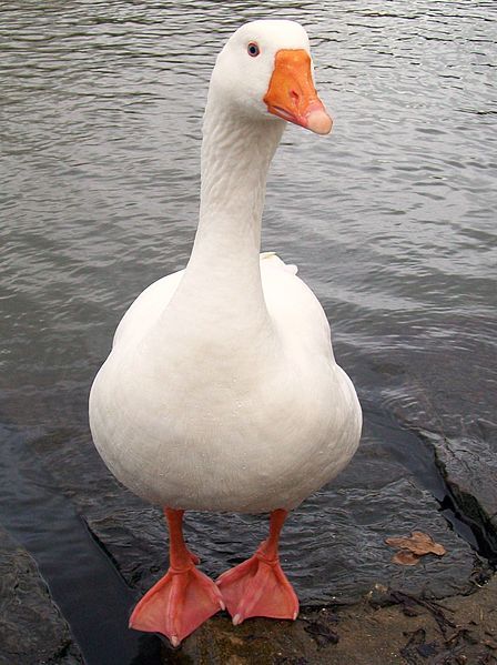 White Duck Painting, Goose Puppet, Goose Reference, Goose Photography, Goose Pictures, Goose Aesthetic, Goose Photo, Geese Photography, Goose Drawing