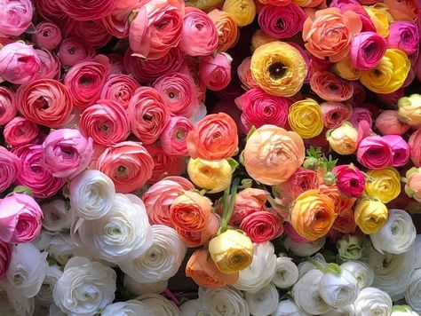 Growing Ranunculus in a Cold Climate: Tips for Success in Zones 5-6 - Rooted Flowers Growing Ranunculus, Seed Starting Indoors, Indoor Seed Starting, Buttercup Flower, Plant Goals, Growing Dahlias, Hardiness Zones, Ranunculus Flowers, Starting Seeds Indoors