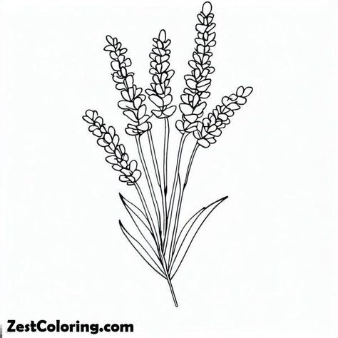 Lavender Outline Drawing, Lavender Flowers Sketch, Lavender Sketch Simple, Lavander Drawings Simple, Lavender Drawing Simple, Lavender Flowers Drawing, Lavender Line Drawing, Lavender Flower Drawing, Simple Coloring Pages For Adults