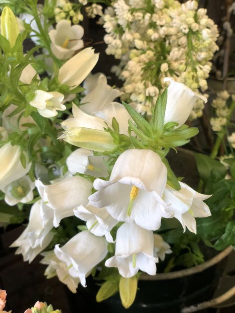 Canterbury Bells Aesthetic, Canterbury Bells Bouquet, Canterberry Bells, Bellflower Aesthetic, Canterbury Bells Flower, White Bell Flowers, Bell Orchid, Campanula Flowers, Flower Core