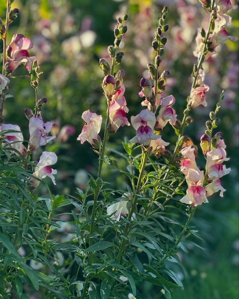 I am loving these Snapdragon ‘Lucky Lips’ (Antirrhinum majus). I started these from seed last autumn and had great germination, ending up with more plants than I anticipated. After pinching them, they’ve stayed compact and able to support themselves, which is a huge plus for me. Definitely a keeper for next year, very pretty and lovely to have around. 🌺 🌸 Amanda @the.oakwoodgarden #snapdragons #antirrhinummajus #seedoflife #seedaddict #growfromseed #sowandgrow #growalong #gardenflower... Snapdragon Aesthetic, Seed Of Life, Cut Flower Garden, Pollinator Garden, Garden Photography, I Am Loving, Growing Seeds, Butterfly Garden, Morning Light