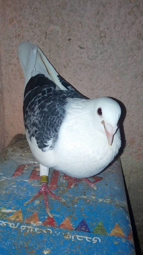 Beautiful racing pigeon Homer Pigeon, Racing Pigeon Lofts, Fancy Pigeons, Le Pigeon, Cute Pigeon, King Pigeon, Pigeon Pictures, Homing Pigeons, Pigeon Loft