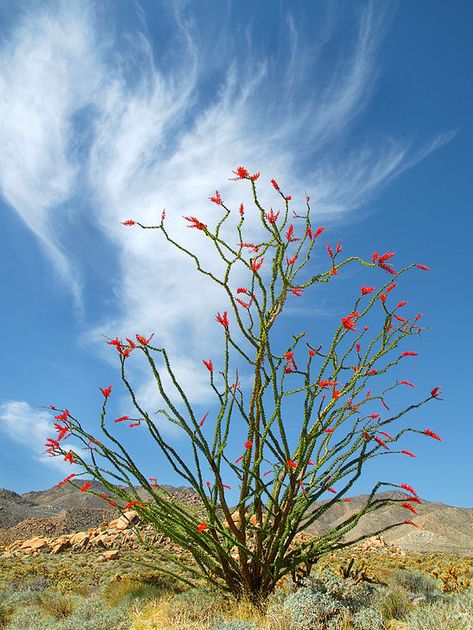 An Ocotillo Portrait | I love these spiny not-a-cactus, gree… | Flickr Texas Nature Photography, Ocotillo Cactus Drawing, Ocotillo Drawing, Desert Painting Ideas, Ocotillo Art, Ocotillo Tattoo, Christmas In The Desert, Ocotillo Cactus, Ocotillo Plant