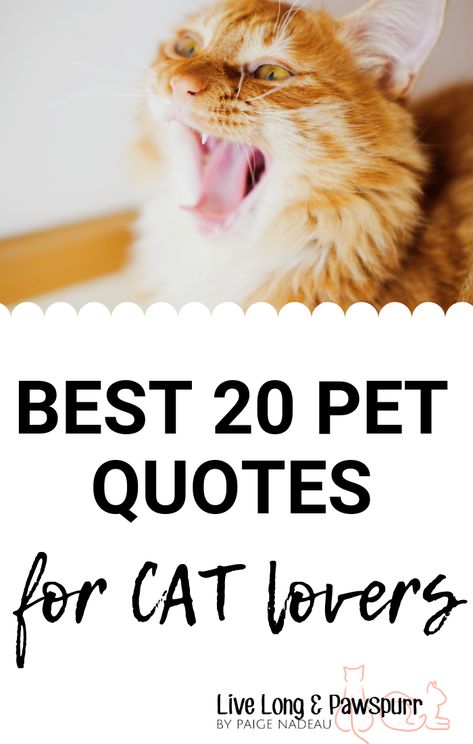 cat quotes inspirational,cat lover quotes,cats quotes love,cat sayings quotes,cats love quotes,love cats quotes,cat funny quotes,cat saying,quotes cat,cats humor,i love my cat quotes,#catquotes #cutecats #cats Cat Words Quotes, Humorous Love Quotes, Funny Cat Quotes Hilarious, Cat Quotes Instagram, Cat Sayings Quotes, I Love My Cat Quotes, Love My Cat Quotes, Cat Quotes Love, Cats Sayings