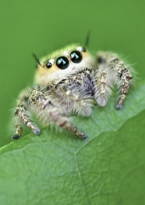 Jumping Spiders Cute, Cute Spider Art, Jumping Spider Cute, Jump Spider, Jumping Spider Pet, Spiders Cute, Cute Jumping Spider, Spider Cute, Cute Spiders