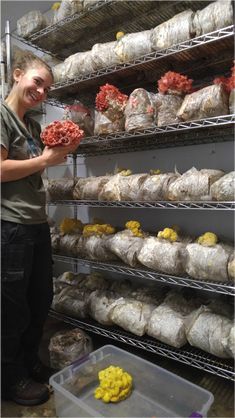 Growing Mushrooms Indoors, Mushroom Farming, Mushroom Guide, Mushroom Farm, Mushroom Compost, Growing Mushrooms At Home, Mushroom Varieties, Mushroom Grow Kit, Mushroom Growing