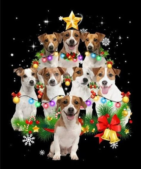 Dog Christmas Photos, Puppy Items, Cute Christmas Ideas, Jack Russell Terrier Puppies, Dog Tree, Festive Food, Parson Russell Terrier, Jack Russell Dogs, Jack Russells