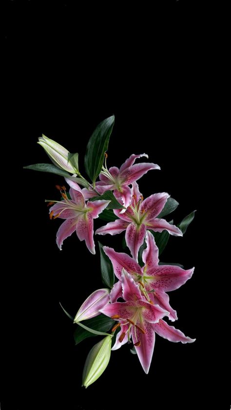 Flower Photography Reference, Tree Lily, Flowers Black Background, Photos Flowers, Reference Ideas, Halloween Flowers, Sony A6000, Nothing But Flowers, Flower Therapy