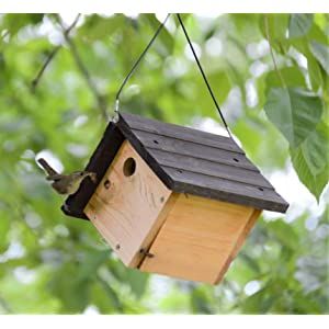 Wren Bird House, Butterfly Boxes, Bat Boxes, House Wren, Wren House, Wren Bird, Photo Crafts, Homemade Bird Houses, Bird Feeding Station