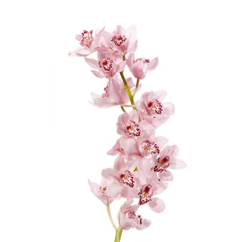 Pink Mini Cymbidium Orchids: all year $$$$ Flower Icons, Light Pink Flowers, English Cottage Garden, Pink Aura, Cymbidium Orchids, Nothing But Flowers, Pink Posters, Pink Orchids, Flower Therapy