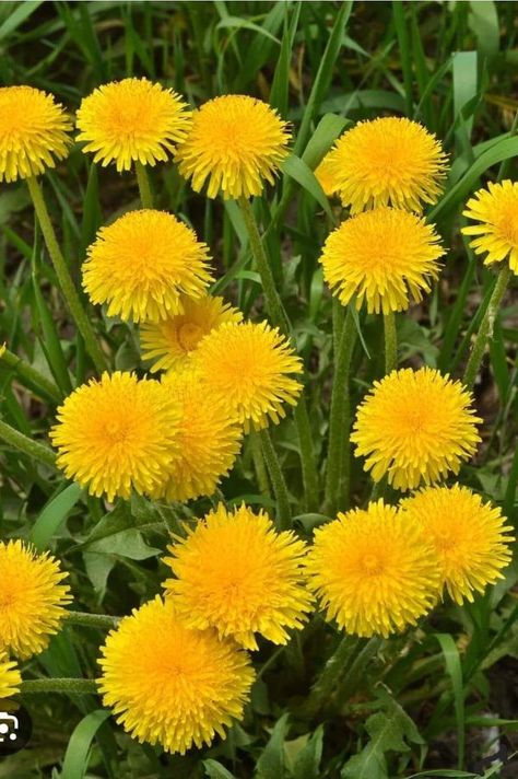 Creative Gardening Era Dandelions Flower, Grass Fertilizer, Dandelion Plant, Deer Resistant Perennials, Long Blooming Perennials, Hummingbird Plants, Moss Decor, Deer Resistant Plants, Plant Box