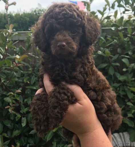 Curly Haired Animals, Curly Haired Dog, Hair Styles Cute, Brown Dogs, Brown Curly Hair, Pretty Animals, Chow Chow, Cute Hairstyles, Curly Hair