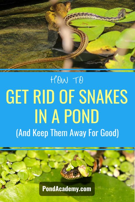 Snakes can be a real nuisance for pond owners, especially if they\'re eating your fish. We show you how to get rid of snakes in a pond and keep them away for good! Outdoor Fish Ponds, Fish Ponds Backyard, Diy Ponds Backyard, Retention Pond, Fish Pond Gardens, Farm Pond, Pond Cleaning, Living Pool, Goldfish Pond