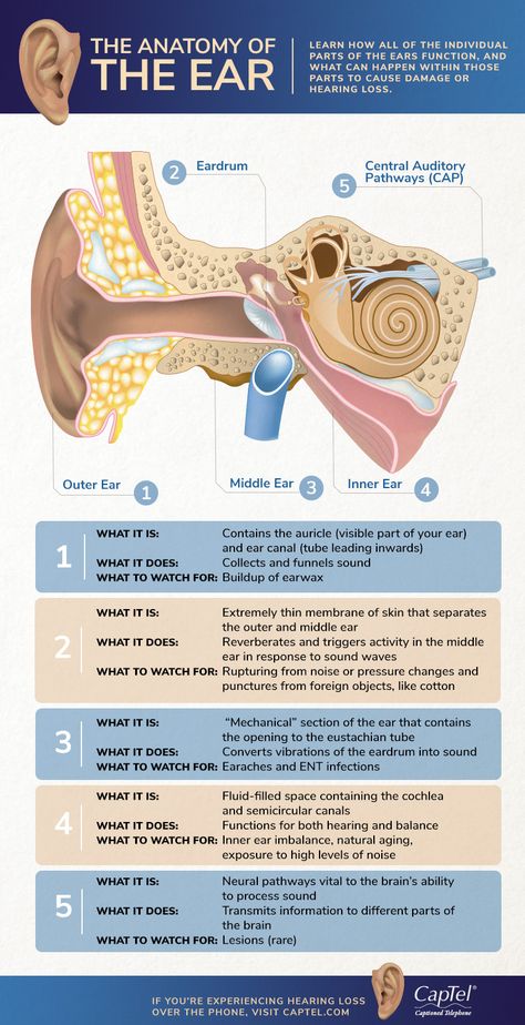 Parts Of The Ears, Swimmers Ear Remedy, Ear Anatomy, Outer Ear, Basic Anatomy And Physiology, Middle Ear, Human Ear, Hearing Health, Ear Health