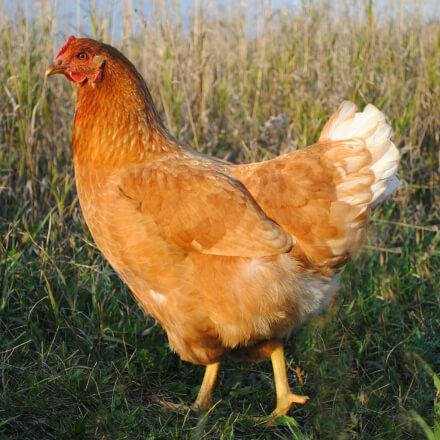 Golden Comet Comet Chicken, Golden Comet Chicken, Buff Chicken, Rooster Breeds, Brown Egg, Rootin Tootin, Golden Chicken, Chicken Coup, Coop Ideas