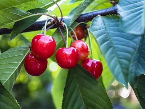 Using cherry seeds to grow a tree isn't difficult, but there is a specific process if you want a tree that yields fruit during spring. It's best to use a local cherry seed because not every cherry grows well in every environment. Sweet cherries need to be pollinated by nearby trees to grow well. Cherry Tree From Seed, Growing Cherry Trees, How To Grow Cherries, Tree Grafting, Cherry Seeds, Cherry Plant, Planting Fruit Trees, Kitchen Plants, Cherry Trees