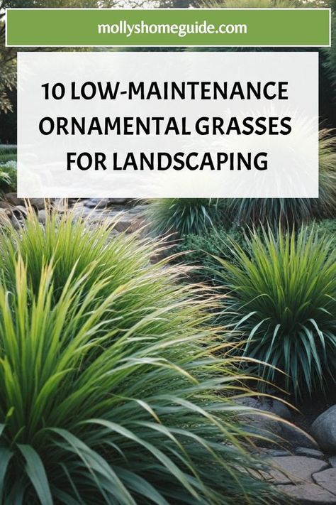 Looking to enhance your landscape design with the best ornamental grasses for landscaping? Ornamental grasses can add texture, movement, and beauty to your outdoor space. Whether you are interested in non-invasive grasses or ornamental tall grasses for landscaping, there are many options available to suit your needs.  Consider incorporating ornamental grasses for shade if you have a darker area in your yard. These versatile plants can thrive even in low maintenance yards and complement other com Narrow Front Walkway Landscaping, Ornamental Grass Front Yard, Maiden Grass Landscaping Ideas, Landscaping South Carolina, Ornamental Grass Landscape Design, Monkey Grass Landscaping, Grass Plants Landscaping, Decorative Grass Landscaping, Ornamental Grasses Full Sun