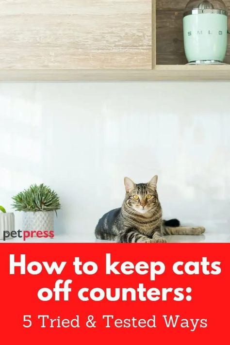 Do you find your friendly feline keeps jumping up on the counters? Here's how to keep them off. #cats #tips #training Keep Cat Off Counter, Keep Cats Off Counter, How To Keep Cats Off Counters, Keeping Cats Off Counters, Training A Kitten, Cats Tips, Cat Area, Cat Proofing, Cat Run