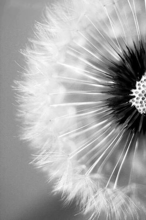 Black And White Photo Wall, A Dandelion, Black And White Picture Wall, Texture Photography, Black And White Flowers, Gray Aesthetic, Black And White Wallpaper, Black And White Aesthetic, Black N White Images