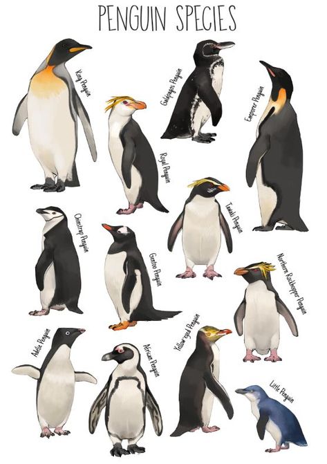 Galapagos Penguin Drawing, Northern Rockhopper Penguin, Emperor Penguin Drawing, Penguin Adelie, Penguin Reference, Fiordland Penguin, Penguin Chart, Different Types Of Penguins, Emporer Penguin