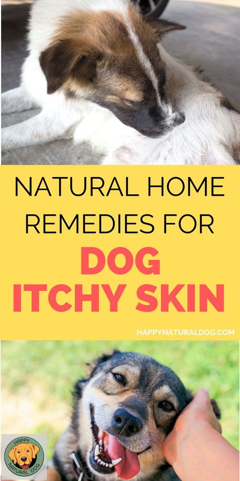 Does your dog have miserably itchy skin? Are their eyes, paws, or ears red and irritated? These natural home remedies for dog skin allergies will help you treat the symptoms plus eliminate the root cause. Itchy Dog Skin, Dog Paw Care, English Bulldog Care, Dog Dry Skin, Dog Skin Problem, Wrinkle Dogs, Dog Skin Care, Itchy Dog, Health Care Tips