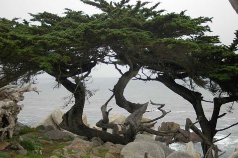 Monterey Cypress Trees shaped by the wind and the sea Monterey Cypress, California Photos, Coastal Gardens, Surf Design, San Juan Islands, Magnolia Trees, California Coastal, Cypress Trees, Art Workshop