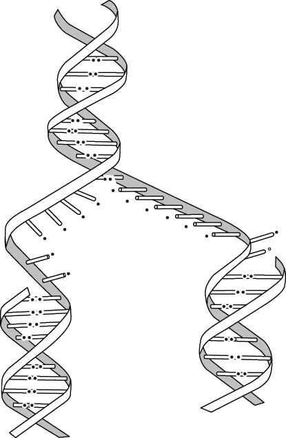 D5 DNA replication diagram Dna Replication Diagram, Dna Diagram, Dna Replication Model, Dna Replication, Dna Molecule, 3d Concept, Double Helix, Living Room Designs, Google Search