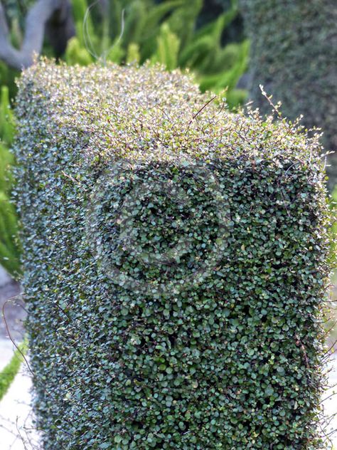 Muehlenbeckia Complexa, Wire Vine, Vine Necklace, Plant Information, Contemporary Garden, Hedges, Garden Design, Vines, Mattress