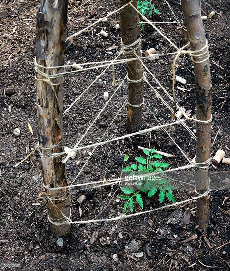 Tomato Cage Alternative, Staking Tomatoes, Growing Tomatoes In Containers, Tomato Cages, Tomato Garden, Garden Store, Growing Tomatoes, Little Garden, Hanging Baskets