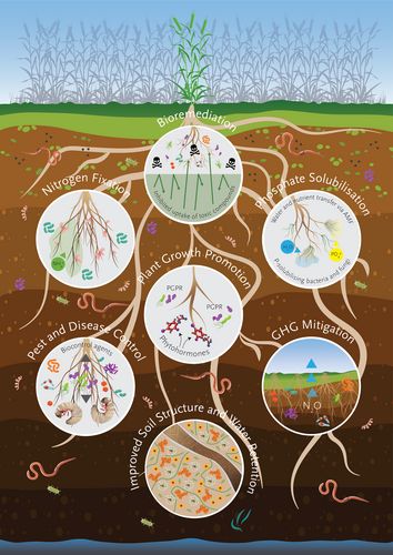 Soil Illustration, Soil Art, Support Illustration, Vine Drawing, Crop Production, Biology Art, Powerpoint Slides, Plant Nutrients, Plant Science